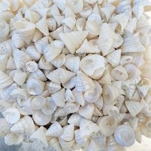 Tahtakale Toptancı Astrea Undosa Naturel Minik Boy Kiloluk Deniz Kabuğu 1 Kg
