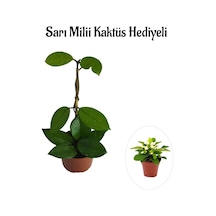 Kadınlar Gününe Özel Beyaz Renk Hoya-mum Çiçeği Sarı Milli Kaktüs Hediyeli