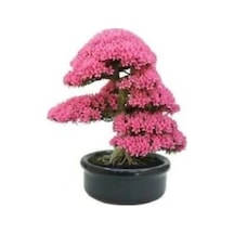 35 Adet Tohum Bodur Bonsai Pembe Erguvan Ağacı Bonzai Tohumu Organik Bahçe Saksı Toprak Hediyemizdir