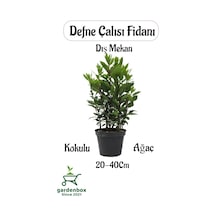 Defne Çalısı Fidanı Laurus Nobilis 1 Adet Saksılı Dış Mekan Bitkisi