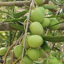 Koleksiyonluk Nadir Çeşit Hastalığa Ve Kuraklığa Dayanıklı Halebi Zeytin Fidanı 10-20 Cm