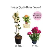 Kartopu Çiçeği 1 Adet +pembe Bodur Begonvil 1adet+sarı Gazanya Saksılı Bahçe Seti