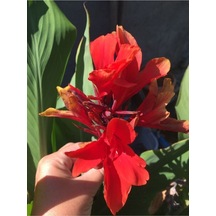 Kırmızı Hint Gülü Canna İndica Fidanı 10-20 Cm