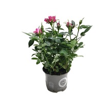 Rosa 'pink' Pembe Gül