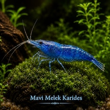 Mavi Melek Karides 5 Adet 1-1,5cm