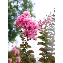 Favori Ürün Pembe Çiçekli Oya Çiçeği Fidanı 45 80 Cm 1 Adet Saksılı Dış Mekan Lagerstroemia Indica