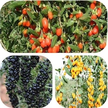 Tüplü Goji Berry Fidanı Paketi Siyah-sarı-kırmızı Tek Pakette