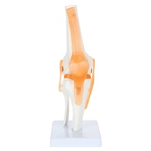 Diz Eklemi Modeli, Ligamentli - Diz Eklemi Maketi 01
