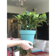 Gardenia - Gardenya N11.4698