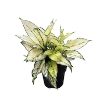 Aglaonema 'white Kiwi' Çin Herdemyeşili Ø19 Cm Y40-45 Cm