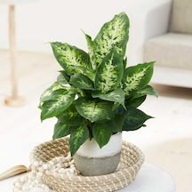 Dieffenbachia Compacta - 20-30 Cm 5 Adet