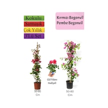 Çok Avantajlı Kırmızı+ Pembe Begonvil+ Gül Fidanı Hediyeli