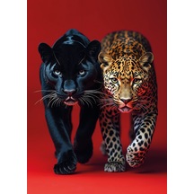 Kırmızı Zemin Jaguar Panter Poster