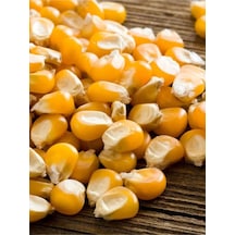 Yerli Doğal Patlak Mısır Tohumu Patlamış Popcorn 50 Ad. Tohum