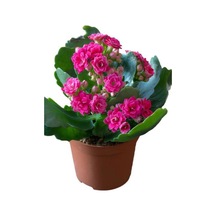 Kadınlar Gününe Özel Hediyelik Pembe Renk Kalanşo Çiçeği Tül Kuşkonmaz