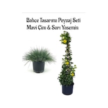 Mavi Çim 1 Adet Saksılı 10-20cm +sarı Yasemin 30-60cm 1 Adet Bahçe Seti