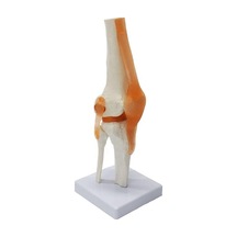 Medikaltec Diz Maketi - Fonksiyonel Ve Ergonomik Model