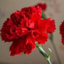 30 Adet Tohum Kırmızı Karanfil Çiçeği Tohumu Çiçek Tohumu