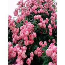 Pembe Mis Kokulu 1 Adet Sarmaşık Gül Fidanı Saksılı 100-150 Cm Pink Climbing Rose