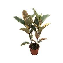 Ficus Elastica 'tineke' Kauçuk Çiçeği Ø19 Cm 70-80 Cm