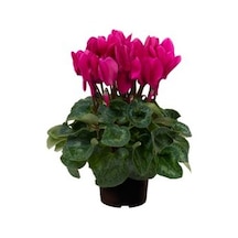 Sarmask Cyclamen Mor Renk Sıklamen, Saksıda