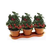 Saksılık Domates Tohumu Ekim Seti 10 Tohum + Saksı + Toprak