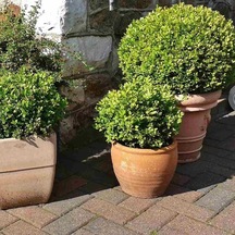 Tüplü Buxus Şimşir Fidanı