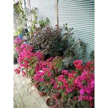 Begonvil Çiçeği Bougainvillea Bahçe Balkon Teras