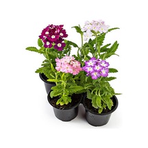 Videolu Karışık Renkli Yer Yasemini 5 15 Cm 10 Adet Tüplü Çiçekli Bodur Bitki Verbena Hybrida