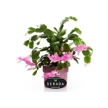 Pembe Renk Yılbaşı Çiçeği 1 Adet 10-15cm Pink Schlumbergera
