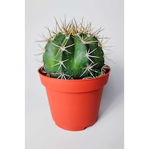 Şapkalı Kaktüs Melocactus Matanzanus 12 Cm Kırmızı Saksıda