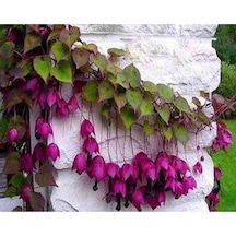 10 Adet Purple Bell Vine Tohumu