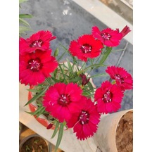 Hüsnüyusuf Çiçeği Fidanı Sweet William Kırmızı Mini Saksılı 1 Adet