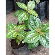 Silver Begonia Karyağdı Gümüş Begonya 10-20 Cm 1 Adet