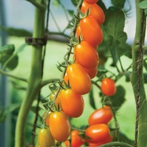 Nova Grape Domates Tohumu 15 Tohum 1 Set
