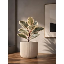 Beyaz Renkli Modern Çizgili Saksı, 12x15 Cm Ölçülerinde İç Mekan Dekorasyonu İçin İdeal
