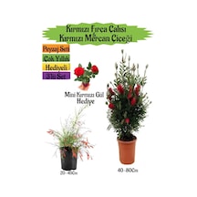 Kırmızı Fırça Çalısı+kırmızı Mercan Çiçeği+mini Gül Peyzaj Seti