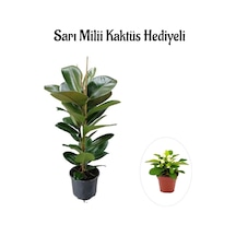 Parlak Canlı Yapraklı Kauçuk Bitkisi Sevgililer Gününe Özel Sarı Milii Kaktüs Hediyeli