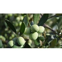Tüplü Gemlik Zeytin Fidanı 2 Adet