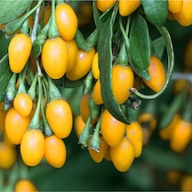 3 Adet Goji Berry Fidanı Sarı Meyve Tüplü 20 Cm 12 Ay Dikim