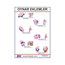 Oynar Eklem Hareketlerini Gösteren Eğitim Plakası