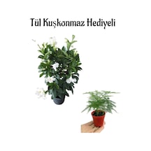 Kokulu Beyaz Renk Mandevilla Sarmaşığı Sevgililer Gününe Özel Tül Hediyeli