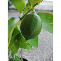 2 Yaş Aşılı 7 Veren Yediveren Mayer Limon Fidanı Saksılı