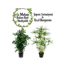 Japon Şemsiyesi 40-60 Cm 1 Adet Saksılı+ Yeşil Benjamin Bitkisi 1 Adet Saksılı