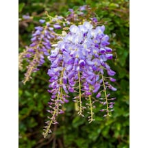 Videolu Mor Salkım Çiçeği Sarmaşık 1 Adet Saksılı/ Tüplü 40-60 Cm Wisteria Sinensis