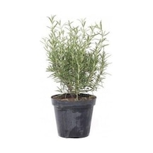 Rosemary Biberiye Fidanı 1 Adet 15-25 Cm Rosemary