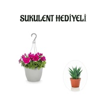 Sevgililer Gününe Özel Askılı Pembe Petunya Çiçeği Sukulent Hediyeli