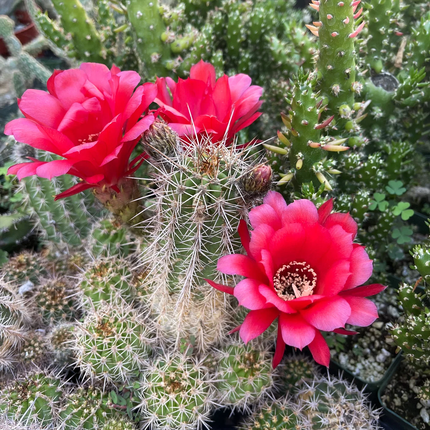 5 Adet İthal Değerli Lobivia Cactus Indoors Lobivia Species Çiçeği Tohumu Saksı Toprak Hediye 01