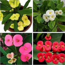 Videolu 4'lü Dikenler Tacı Çiçeği Sarı Kırmızı Pembe Beyaz10-15 Cm Tüplü Çiçekli Euphorbia Milii