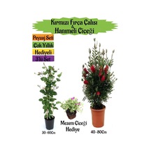 Kırmızı Fırça Çalısı+kokulu Hanıme Çiçeği+ Mezem Çiçeği Peyzaj Seti